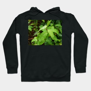 Water Drop or dew on Leaf with green background Hoodie